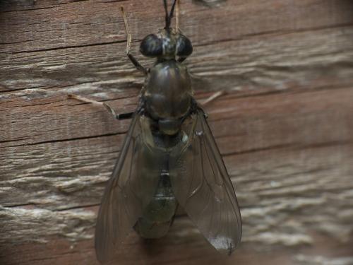 Hermetia illucens